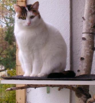 files/_uploads/katatjuta/bilder/Katzen/149[1].jpg